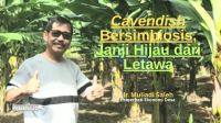 Cavendish Bersimbiosis, Janji Hijau dari Letawa